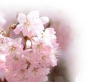 ４月桜