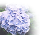 ６月紫陽花